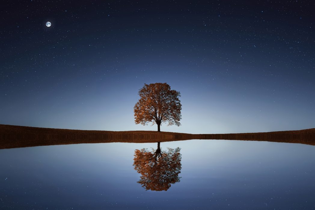 Baum, der sich spiegelt